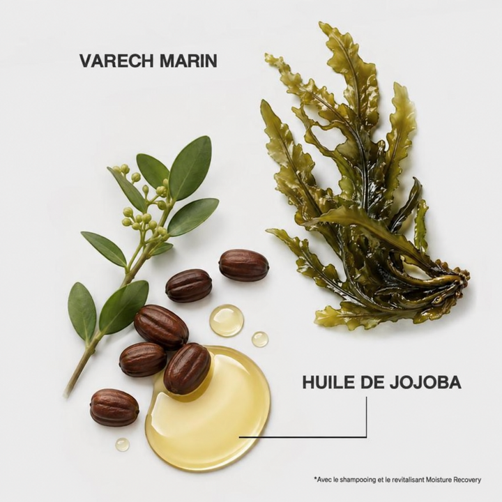 Varech marin et huile de jojoba, ingrédients de la gamme hydratante Joico Moisture Recovery pour cheveux secs, présentés sur fond blanc.