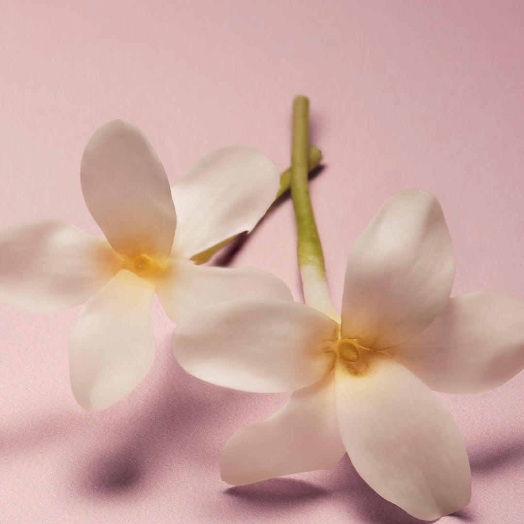 Fleurs blanches délicates à pétales doux sur fond rose, rappelant des notes florales légères et élégantes utilisées dans les parfums.